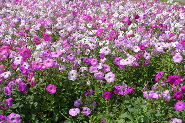 Obraz na płótnie Canvas Plenty of flowering petunias in various shades of pink