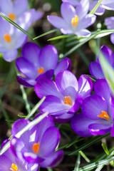 Purple crocus spring flowers