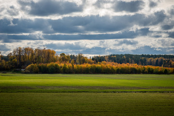 Yellow birch trees during autum