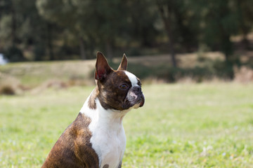 Primer plano de un perro en un prado