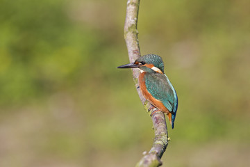 A Common Kingfisher (alcedo atthis) perched on a branch waiting for the moment to catch a fish.
