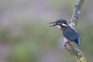 A Common Kingfisher (alcedo atthis) perched on a branch trying to swallow a fish.