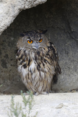 Grand duc