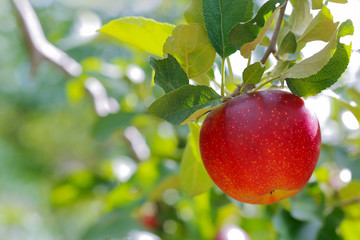 Ripe apple with green foliage of apple trees in the background.