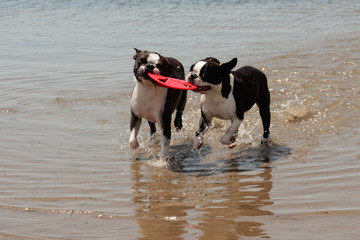 Perros jugando en el mar