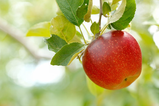 Ripe apple with green foliage of apple trees in the background.