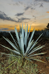 Tequila agave  lanscape sunset