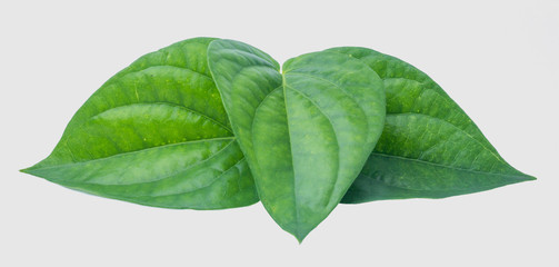 Green betel leaf isolated on the gray background with clipping path.