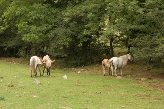 Cavallos salvajes en un prado