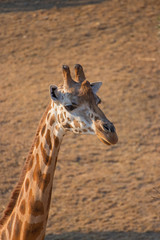 A giraffe looking