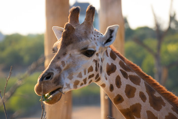A giraffe looking
