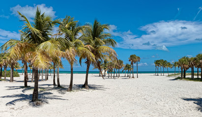 Fototapeta na wymiar Palm Tree Group at the Beach