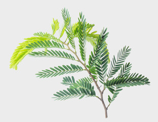 Tamarind leaves isolated on gray background with clipping path.