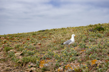 Fototapeta premium Berlengas Islands, Portugal - Single herring gull in a field of wild flowers