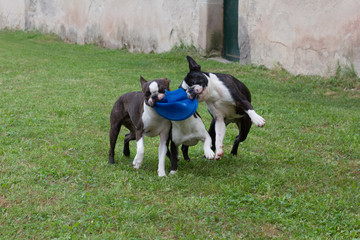 Fototapeta na wymiar Perros jugando con un frisbee
