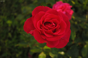 розы, Брянск