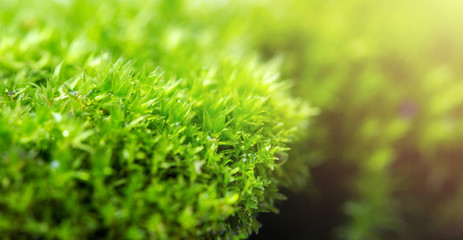Green moss isolated on white background close up..