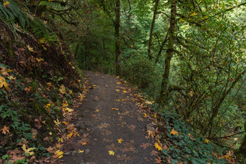 Obraz premium September foliage in Forest Park, Portland Oregon