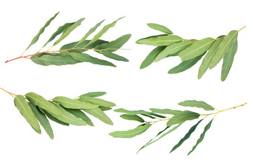 eucalyptus isolated on gray background with clipping path.