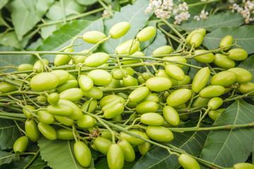 Medicinal neem leaves with fruits close up.