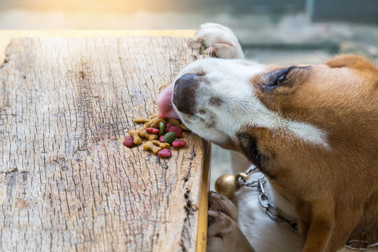 Lima Beans for Dogs: Benefits, Risks, and Precautions Everything You Need to Know About Feeding Lima Beans to Your Dog