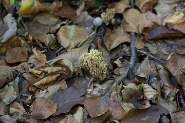 Setas del bosque