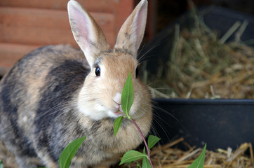 Ein braunes Kaninchen frisst grüne Blätter
