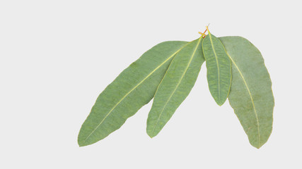 eucalyptus isolated on gray background with clipping path.