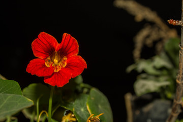 flores de colores en la noche 