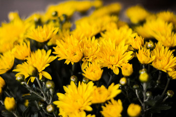 kitten cat scottish straight, lop-eared fluffy, animal tree autumn