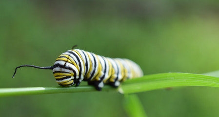 Monarch caterpillar outside in the fall