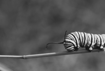 Close up black and white photo of a Monarch caterpillar crawling on a stem of a plant 