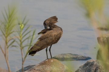 Hamerkop preening on riverbed