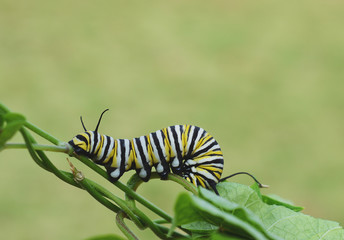 Monarch caterpillar outside in the fall