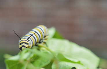 Monarch caterpillar on a leaf 
