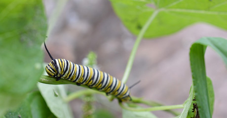 Monarch caterpillar outside in the fall