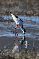 Obraz premium Tero Real