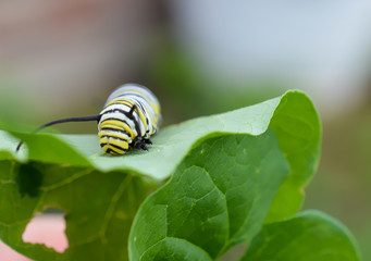 Monarch caterpillar on a green leaf 
