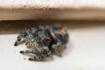 A macro photo of a bold jumping spider on white siding of a house