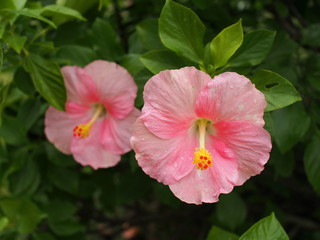Pink Hibiscus