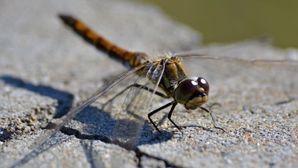 dragonfly on leaf