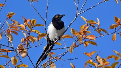 bird on branch