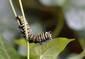 close up of a monarch butterfly caterpillar eating a leaf 