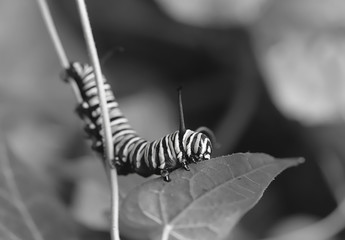 Black and white close up of a monarch butterfly caterpillar eating a leaf 