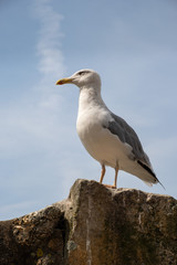 Seagull on shore