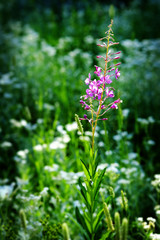 Wildflower surrounded by golden sunlight