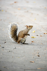 Fototapeta premium squirrel eating nut