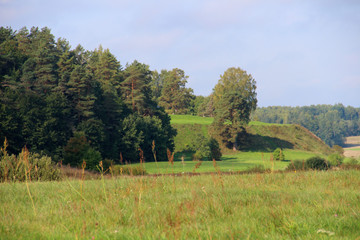 Large trees and a path in park in sunlight