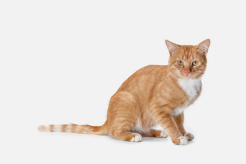 The red serious cat isolated on a white background at studio. The animals emotions concept