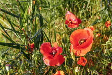 Red poppy flowers in green grasses in the sunny day